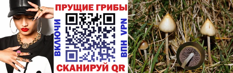 Псилоцибиновые грибы мицелий  наркота  Емва 