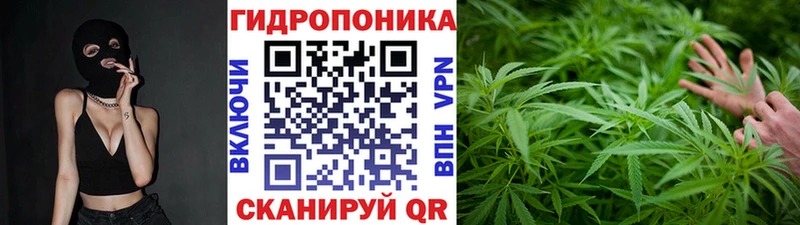 наркотики  Емва  Шишки марихуана сатива 
